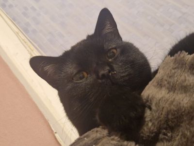 Picture of my cat Luna